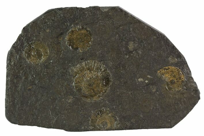 Dactylioceras Ammonite Cluster - Posidonia Shale, Germany #100244